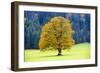 Big Maple as a Single Tree in Autumn-Wolfgang Filser-Framed Photographic Print