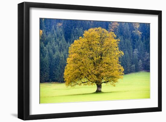 Big Maple as a Single Tree in Autumn-Wolfgang Filser-Framed Photographic Print