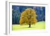 Big Maple as a Single Tree in Autumn-Wolfgang Filser-Framed Photographic Print