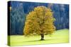 Big Maple as a Single Tree in Autumn-Wolfgang Filser-Stretched Canvas