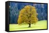 Big Maple as a Single Tree in Autumn-Wolfgang Filser-Framed Stretched Canvas