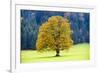 Big Maple as a Single Tree in Autumn-Wolfgang Filser-Framed Photographic Print