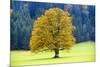 Big Maple as a Single Tree in Autumn-Wolfgang Filser-Mounted Photographic Print