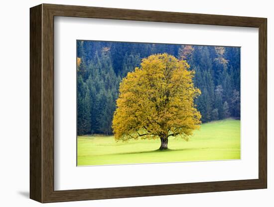 Big Maple as a Single Tree in Autumn-Wolfgang Filser-Framed Photographic Print