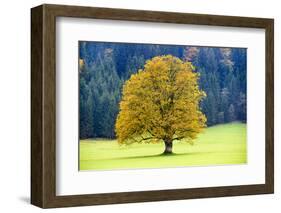 Big Maple as a Single Tree in Autumn-Wolfgang Filser-Framed Photographic Print