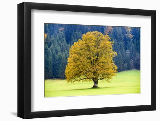 Big Maple as a Single Tree in Autumn-Wolfgang Filser-Framed Photographic Print