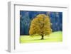 Big Maple as a Single Tree in Autumn-Wolfgang Filser-Framed Photographic Print