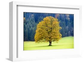 Big Maple as a Single Tree in Autumn-Wolfgang Filser-Framed Photographic Print