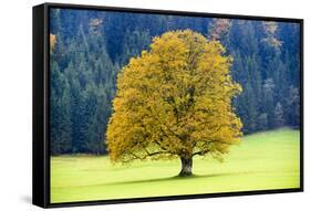 Big Maple as a Single Tree in Autumn-Wolfgang Filser-Framed Stretched Canvas