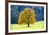 Big Maple as a Single Tree in Autumn-Wolfgang Filser-Framed Photographic Print