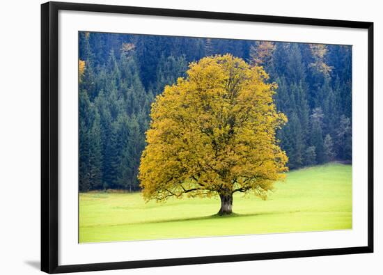 Big Maple as a Single Tree in Autumn-Wolfgang Filser-Framed Photographic Print