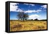 Big Meadow 1-Alan Hausenflock-Framed Stretched Canvas