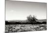 Big Meadow 3-Alan Hausenflock-Mounted Photographic Print
