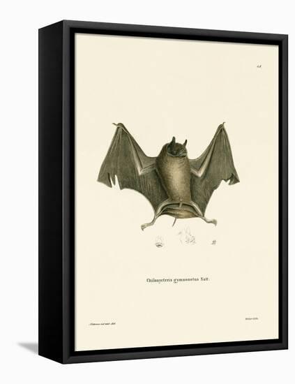 Big Naked-Backed Bat-null-Framed Stretched Canvas