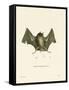 Big Naked-Backed Bat-null-Framed Stretched Canvas