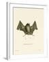 Big Naked-Backed Bat-null-Framed Giclee Print