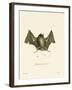 Big Naked-Backed Bat-null-Framed Giclee Print