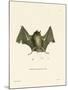 Big Naked-Backed Bat-null-Mounted Giclee Print