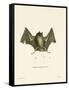 Big Naked-Backed Bat-null-Framed Stretched Canvas