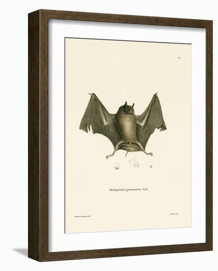 Big Naked-Backed Bat-null-Framed Giclee Print