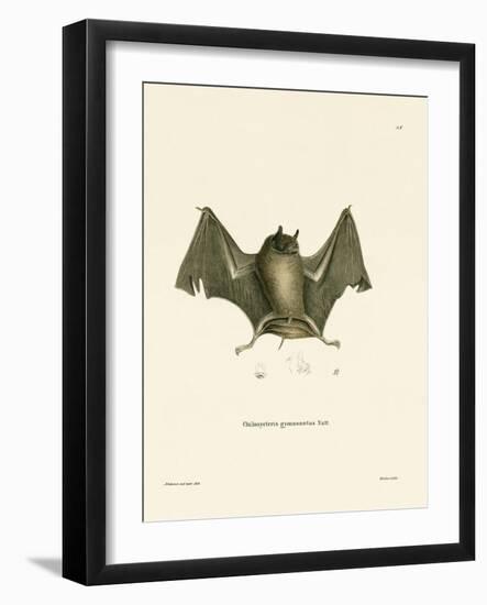 Big Naked-Backed Bat-null-Framed Giclee Print