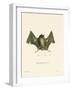 Big Naked-Backed Bat-null-Framed Giclee Print