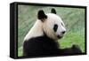 Big Panda-Thomas LENNE-Framed Stretched Canvas