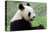 Big Panda-Thomas LENNE-Stretched Canvas