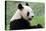 Big Panda-Thomas LENNE-Stretched Canvas
