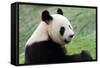 Big Panda-Thomas LENNE-Framed Stretched Canvas