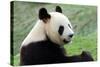 Big Panda-Thomas LENNE-Stretched Canvas