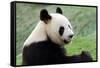 Big Panda-Thomas LENNE-Framed Stretched Canvas