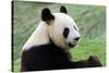 Big Panda-Thomas LENNE-Stretched Canvas