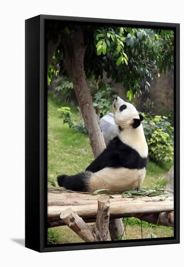 Big Panda-Friday-Framed Stretched Canvas