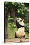 Big Panda-Friday-Stretched Canvas