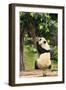 Big Panda-Friday-Framed Premium Photographic Print