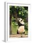 Big Panda-Friday-Framed Premium Photographic Print