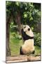 Big Panda-Friday-Mounted Premium Photographic Print