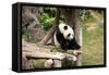 Big Panda-Friday-Framed Stretched Canvas