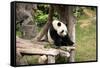 Big Panda-Friday-Framed Stretched Canvas