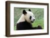 Big Panda-Thomas LENNE-Framed Photographic Print