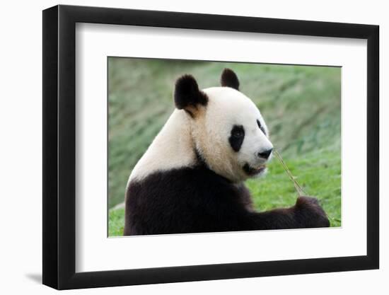 Big Panda-Thomas LENNE-Framed Photographic Print