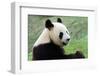 Big Panda-Thomas LENNE-Framed Photographic Print