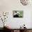 Big Panda-Thomas LENNE-Photographic Print displayed on a wall