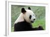 Big Panda-Thomas LENNE-Framed Photographic Print