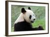 Big Panda-Thomas LENNE-Framed Photographic Print