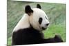 Big Panda-Thomas LENNE-Mounted Photographic Print