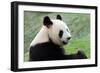 Big Panda-Thomas LENNE-Framed Photographic Print