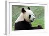 Big Panda-Thomas LENNE-Framed Photographic Print