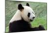 Big Panda-Thomas LENNE-Mounted Photographic Print